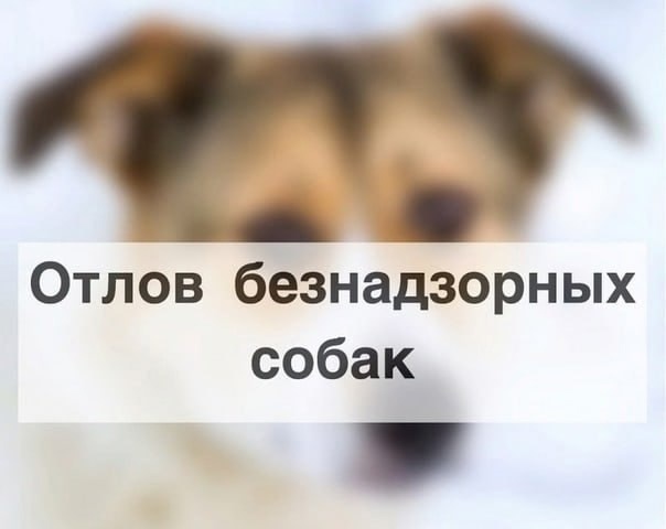 Уважаемые жители р. п. Дергачи и с. Петропавловка! Администрация Дергачевского района сообщает, что 31 июля 2025 будет производиться отлов безнадзорных животных (собак).